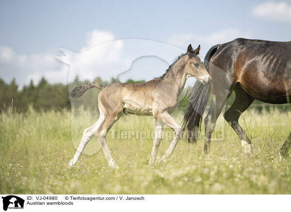 sterreichische Warmblter / Austrian warmbloods / VJ-04980