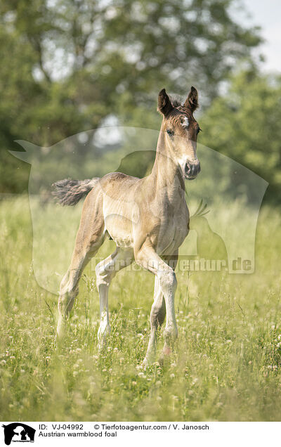 sterreichisches Warmblut Fohlen / Austrian warmblood foal / VJ-04992