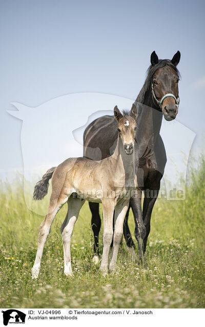 Austrian warmbloods / VJ-04996