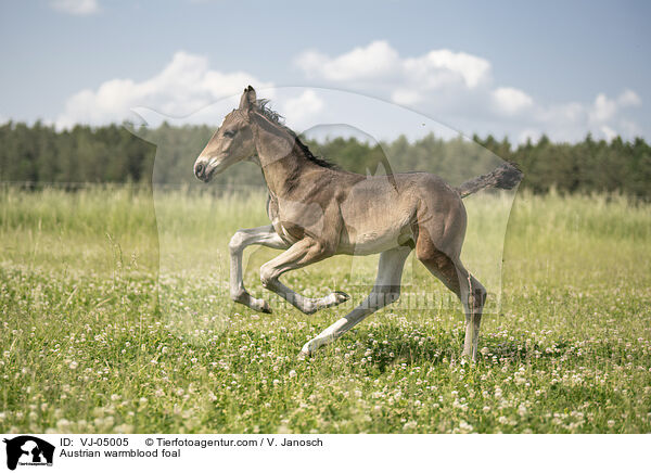 Austrian warmblood foal / VJ-05005