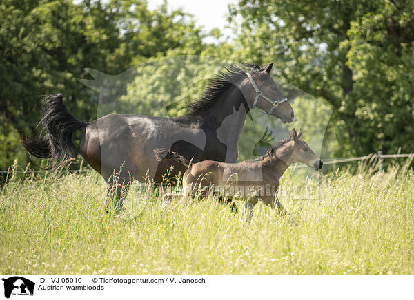 sterreichische Warmblter / Austrian warmbloods / VJ-05010