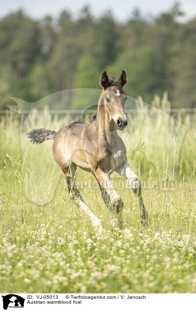 sterreichisches Warmblut Fohlen / Austrian warmblood foal / VJ-05013