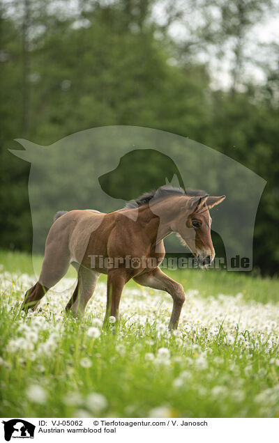 Austrian warmblood foal / VJ-05062