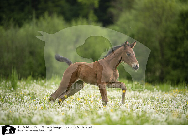 Austrian warmblood foal / VJ-05089