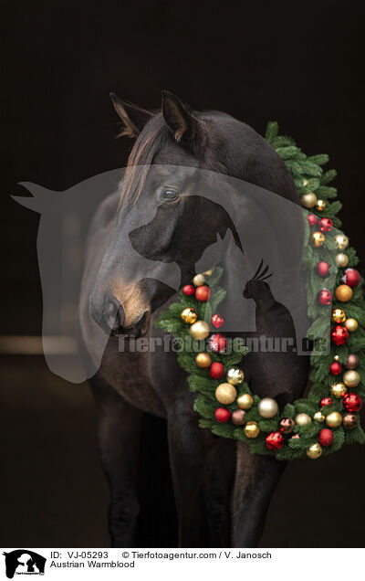 sterreichisches Warmblut / Austrian Warmblood / VJ-05293