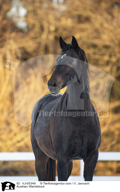 Austrian Warmblood / VJ-05349