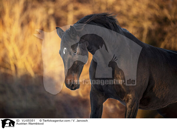 sterreichisches Warmblut / Austrian Warmblood / VJ-05351
