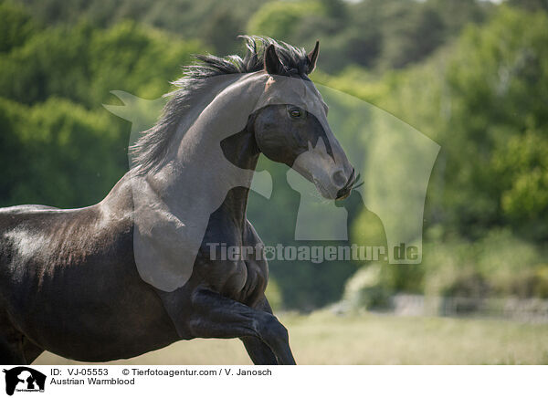 Austrian Warmblood / VJ-05553
