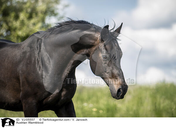 Austrian Warmblood / VJ-05557