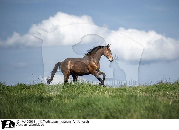 Austrian Warmblood / VJ-05608