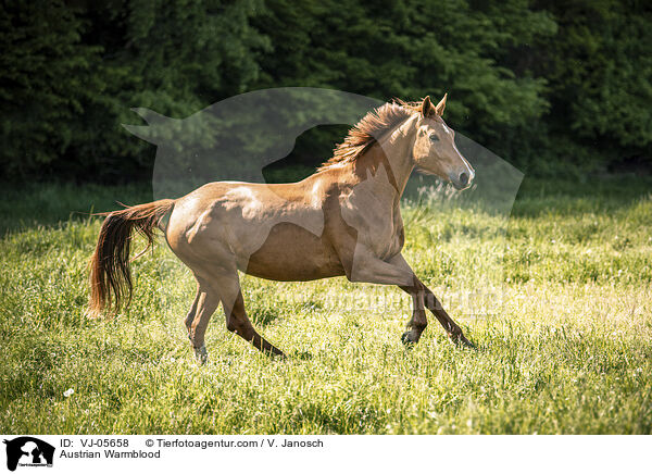 Austrian Warmblood / VJ-05658