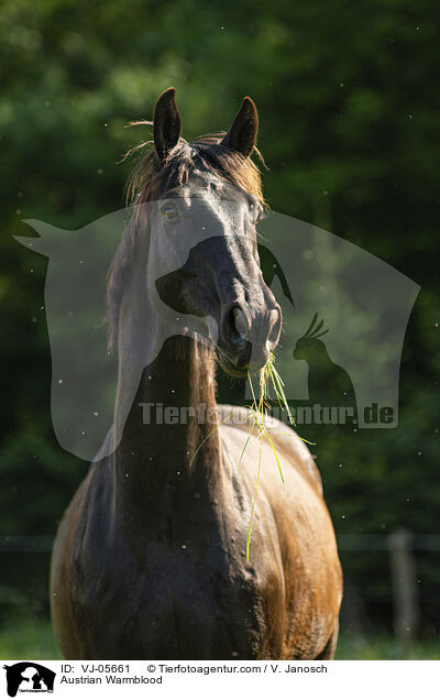 Austrian Warmblood / VJ-05661