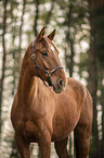standing Austrian Warmblood