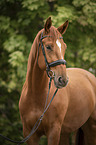 Austrian Warmblood