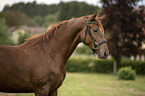 Austrian Warmblood