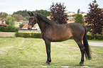 Austrian Warmblood