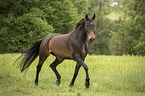 Austrian Warmblood