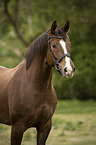 Austrian Warmblood
