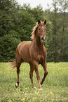 Austrian Warmblood