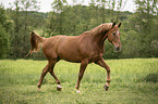Austrian Warmblood