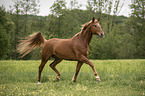 Austrian Warmblood