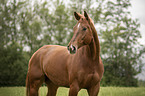 Austrian Warmblood