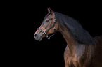 Austrian Warmblood portrait