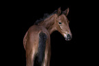 Austrian Warmblood Foal
