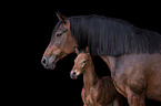 Austrian Warmbloods portrait