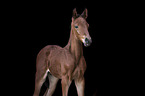 Austrian Warmblood