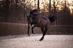 bucking Austrian warmblood