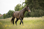 walking Austrian warmblood