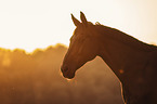 Austrian warmblood portrait