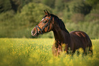 Austrian warmblood portrait