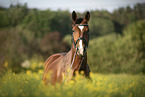 Austrian warmblood portrait