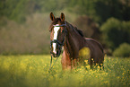 Austrian warmblood portrait