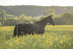 Austrian warmblood