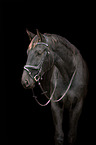 Austrian warmblood portrait
