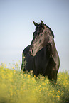 Austrian warmblood portrait