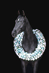 Austrian warmblood portrait