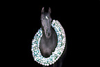 Austrian warmblood portrait