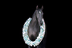 Austrian warmblood portrait