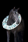 Austrian warmblood portrait