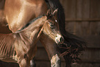 Austrian warmblood foal