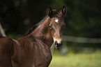 Austrian warmblood foal