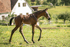 Austrian warmblood foal