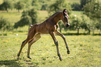 Austrian warmblood foal