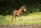 Austrian warmblood foal
