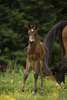 Austrian warmblood foal