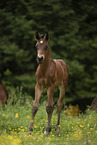 Austrian warmblood foal